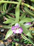 Orchid Plants Vanilla Dillonana species **RARE** 25Ó mature cuts Orchids