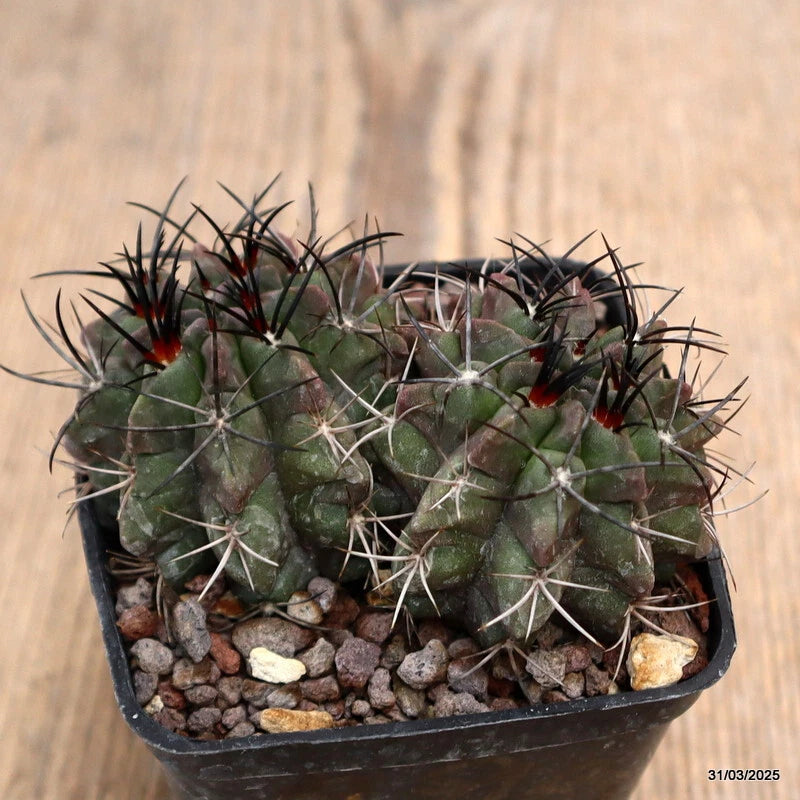 Potted cactus plant in a square pot, dark green stems with red-tipped spines