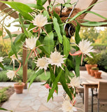 Queen of Night Cactus Epiphyllum Oxypetalum 3