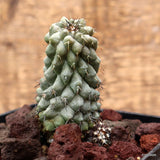 D3199 COPIAPOA TENUISSIMA pot10-H8-W4,5 cm MaMa Cactus Green Plant