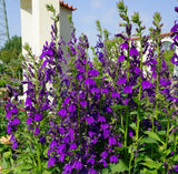 Lobelia Starship Blue Plug - Hardy Blue Cardinal Flower for Pollinator & Garden Garden Plants
