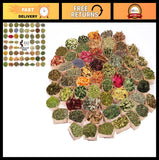 60Pcs Dried Herbs & Flowers Set for Witchcraft, Wiccan Altar, Magic Rituals, Hea Dried Flower