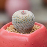 3CM Succulent Cactus Plant Epithelantha Micromeris Cactaceae Home Garden Plant Garden Plants