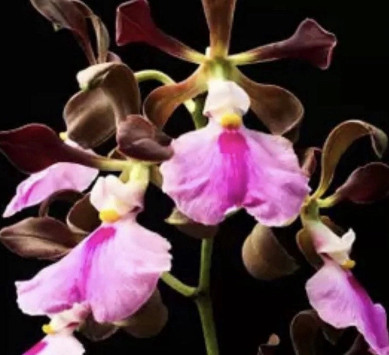 Orchid live Encyclia cordigera - potted Orchids