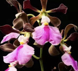 Orchid live Encyclia cordigera - potted Orchids