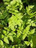 5 Rooted Water Celery Pond Plants - FREE SHIPPING Green Plant
