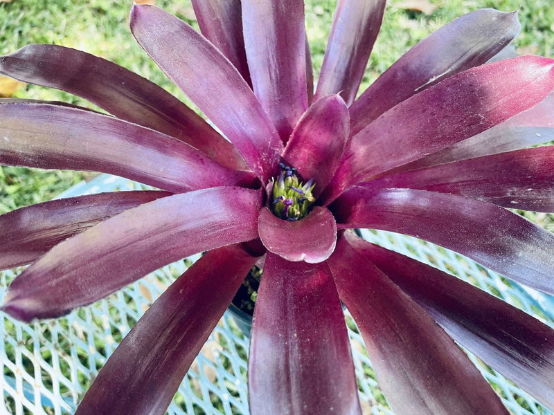 Neoregelia (Ampullacea x Pauciflora) x Granada bromeliad  4''pot Plant Plus Pup Orchids