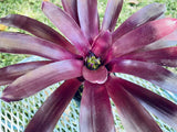 Neoregelia (Ampullacea x Pauciflora) x Granada bromeliad  4''pot Plant Plus Pup Orchids