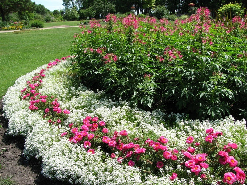 ALYSSUM * SNOW CRYSTALS * FLOWER SEEDS * Flowering Plants
