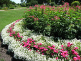 ALYSSUM * SNOW CRYSTALS * FLOWER SEEDS * Flowering Plants