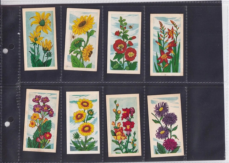 Garden flower type card set with sunflower and other botanical illustrations