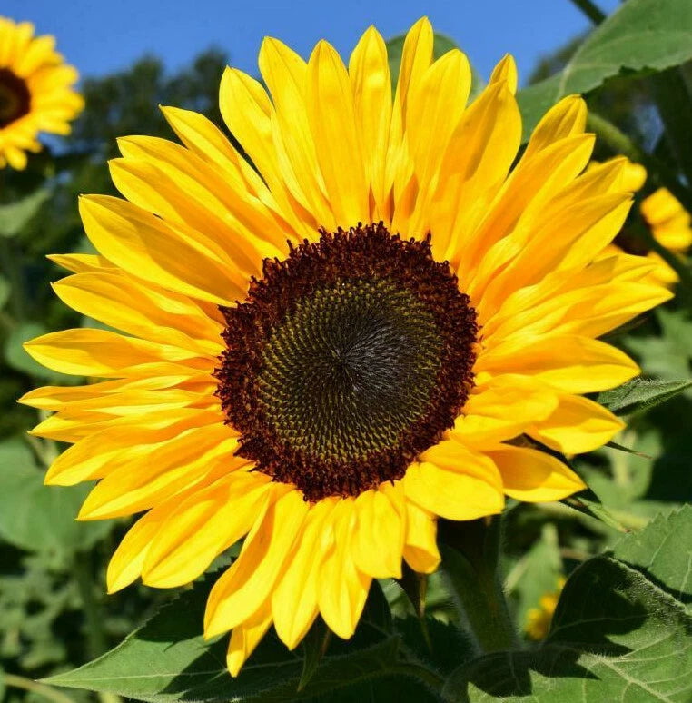 BULK Sunflower Seeds For Planting | Large Black Oil Tall Sun Flower Seed 2025 Flowering Plants