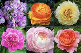 25pc PEONY SEEDS Garden Plant Flower blossom exotic USA seller FREE shipping b Garden Plants