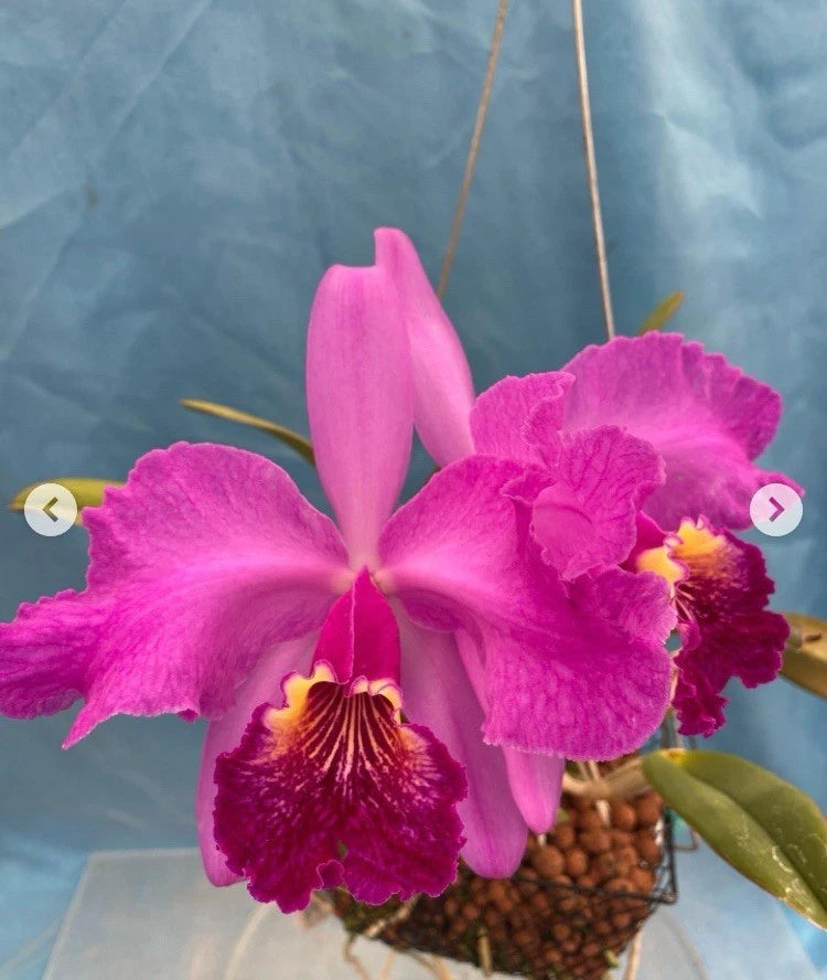 Pink Cattleya-style orchid flowers with dark magenta center in pot