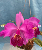 Cattleya lueddemanniana Rubra ÔBlissÕ X ÔCanaimaÕs PanitaÕ AM) Fragrant 2Ó Pot Orchids