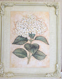 Vintage Floral Hydrangea Flower Print on Crackle Painted Wood Board 20" x 17" Hydrangea