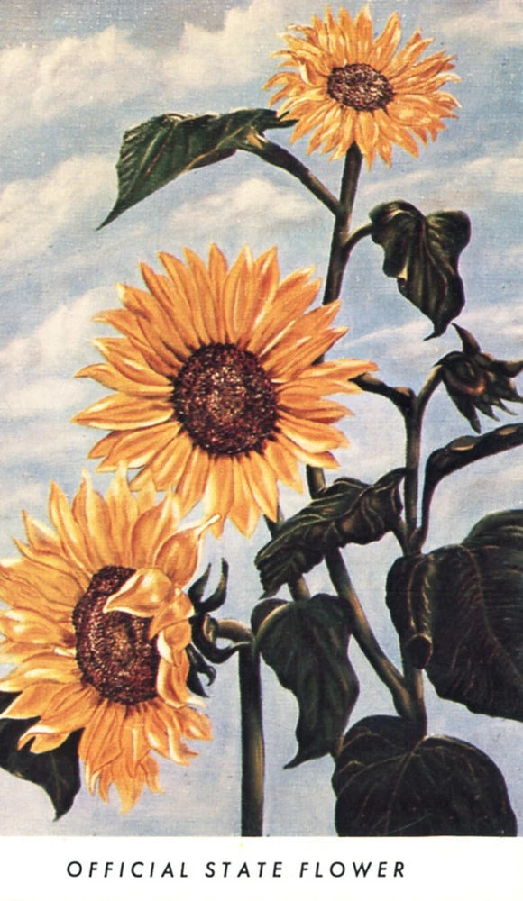 Sunflower state flower postcard: three yellow sunflowers, green leaves, 'Official State Flower'.