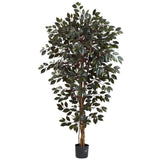 6Õ Capensia Ficus Tree X 3 W/1008 Lvs Green Plant