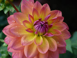 Special Perennial Dahlia Flower Seeds 5+PCS Roses