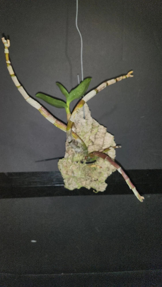 Mounted orchid plant with green leaves and pale mottled stems