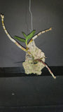 Dendrobium Jairak Antelope X Jairak Spider No 785 BS Mount Orchids