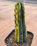 9-11cm  Live T. P Variegated Beautiful Garden Outdoor Rare Planting 1pc Garden Plants