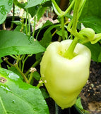 30+ WHITE BELL PEPPER SEEDS NON-GMO FRESH FOR YOUR GARDEN Garden Plants