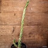 D4424 EUPHORBIA TRAPIFOLIA pot12-H38-W8 cm MaMa Cactus Green Plant