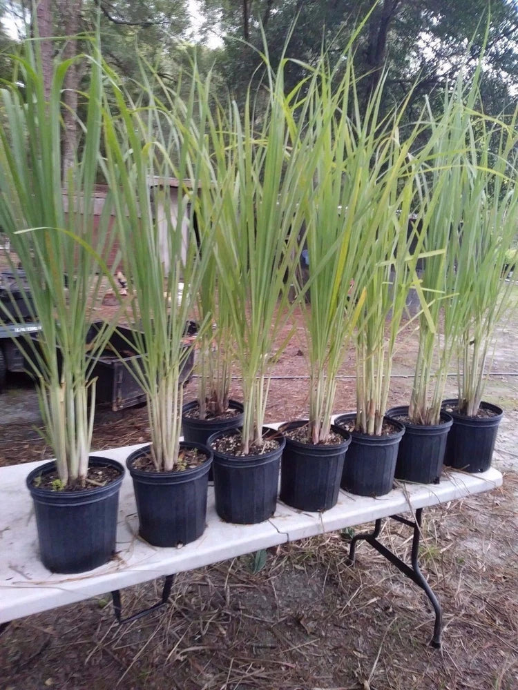 Lemongrass 12 LIVE Plants Each 4In to 7In Tall fully rooted Fever grass citratu Green Plant