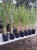 Lemongrass 12 LIVE Plants Each 4In to 7In Tall fully rooted Fever grass citratu Green Plant