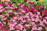 550 MAIDEN PINKS Mixed Colors Dianthus Deltoides Flower Seeds Flowering Plants