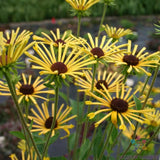 200+ Henry Eilers Rudbeckia Seeds for Garden Planting - USA - FREE SHIPPING! Garden Plants