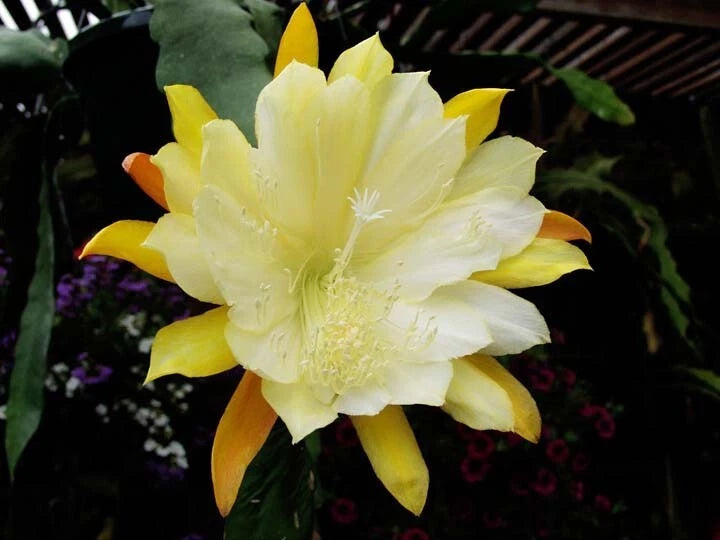 Orchid cactus flower with white petals and yellow outer tips, centered bloom