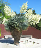 YUCCA ROSTRATA, rare beaked Big Bend agave garden aloe tree like seed 50 SEEDS Garden Plants