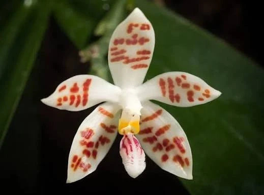 White phalaenopsis orchid bloom with red speckles and yellow center
