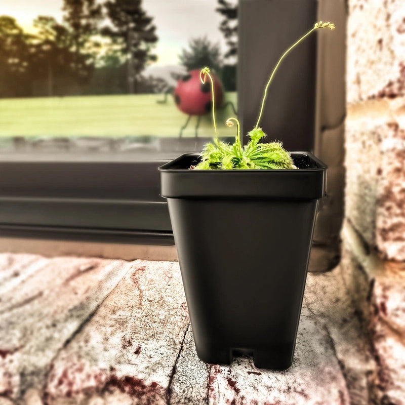 Carnivorous sundew plant in black pot, small green rosette with dew-like traps