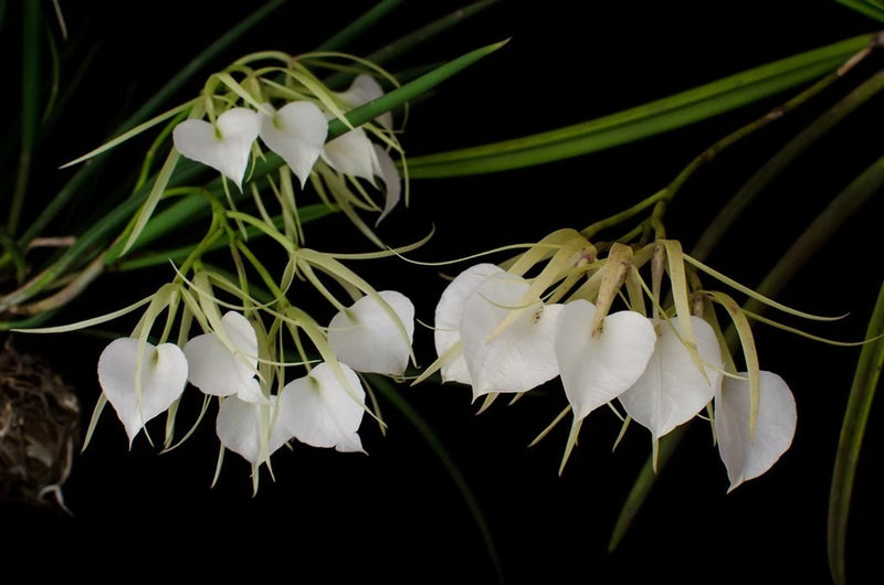 White orchid blooms with long, dangling green stems