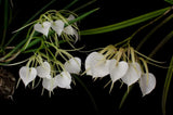 Brassavola nodosa - BEYOND BS med/lg plant- at LEAST 5 growths- fragrant blooms! Orchids