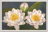 Postcard White Pond Lily Seerose Flowers Botany Floral STZF Lily