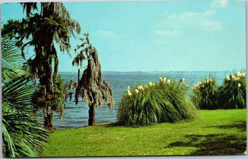 Pampas Grass Spanish Moss Palms Lake Charles Louisiana Scenic Postcard Unposted Pampas Grass