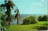 Pampas Grass Spanish Moss Palms Lake Charles Louisiana Scenic Postcard Unposted Pampas Grass