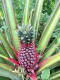 15+ Red Spanish Pineapple Seeds for Garden Planting - USA - FREE SHIPPING! Garden Plants