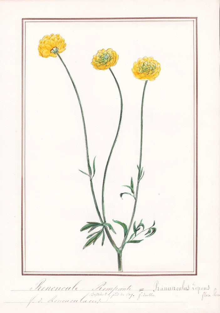 Crowfoot Ranunculus lepens flower botany botany watercolor drawing 1830 Ranunculus