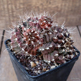 D1099 GYMNOCALYCIUM MIHANOVICHII MULTITESTA pot10-H8-W12 cm MaMa Cactus Green Plant