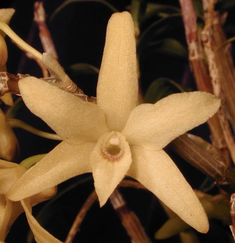 Miniature fragrant orchid flower, pale yellow star bloom with textured center