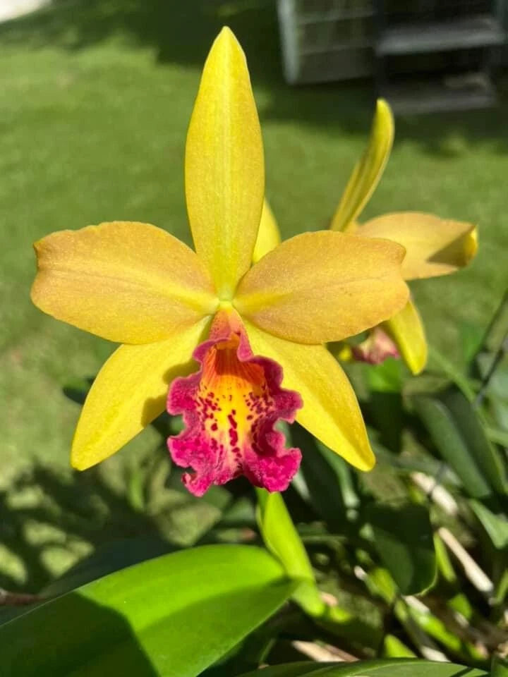 Yellow orchid flower with long petals and pink, yellow center