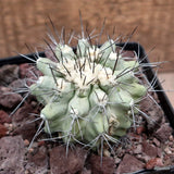 D3612 COPIAPOA GRANDIFLORA GUANILLOS pot12-H7-W8 cm MaMa Cactus Green Plant