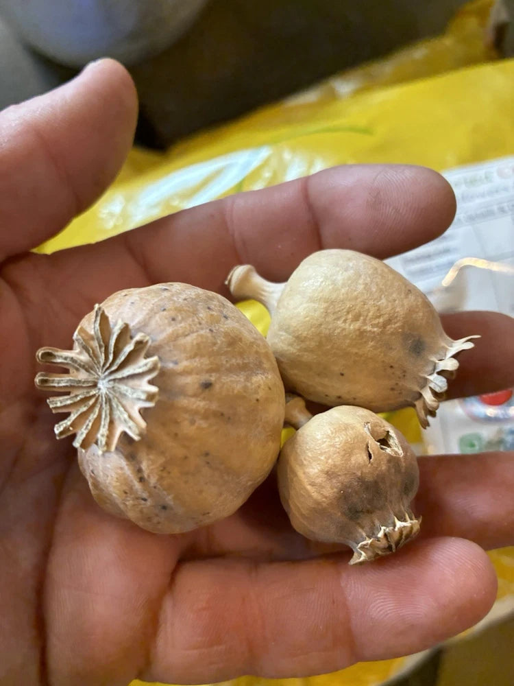 Dried flower pods, tan papery seed pods for wreath and craft making