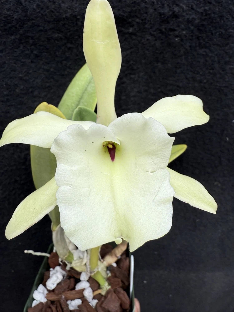 Orchid plant with pale white and light yellow five-petal flower and dark red center