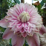 20 SEEDS White/Fuchsia CLEMATIS rare flower exotic vine 23 bush plant USA Seller Flowering Plants